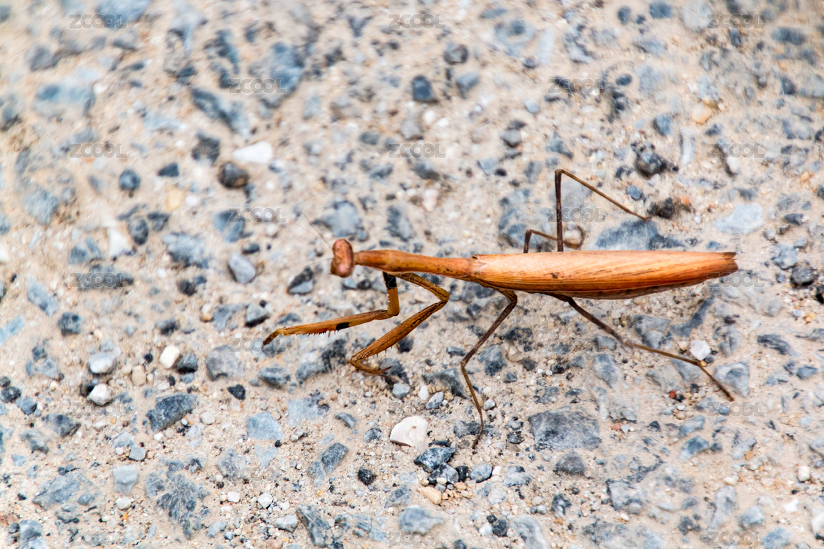 螳螂（主預(yù)覽-6291084） - 未分類 - 站酷設(shè)計(jì)師贊贊尼原創(chuàng)素材 - 站酷ZCOOL