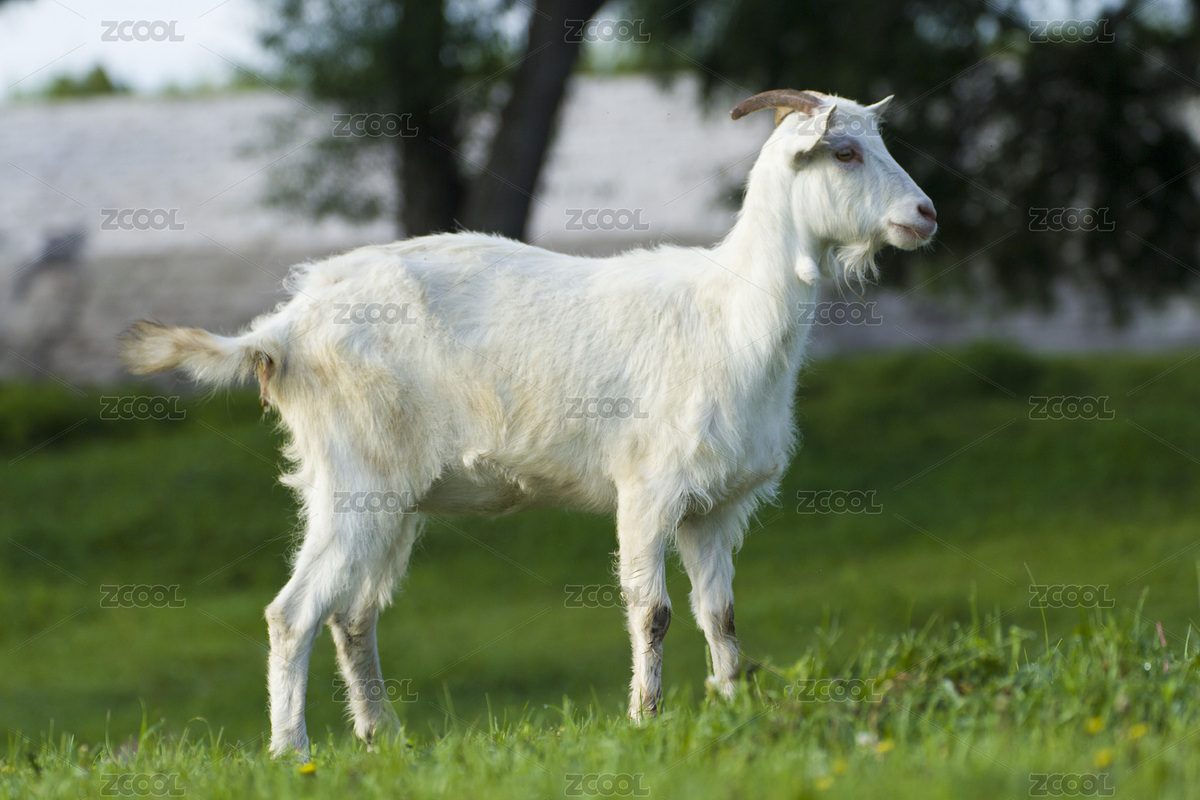 山羊（主預(yù)覽-5172145） - 未分類 - 站酷設(shè)計(jì)師贊贊尼原創(chuàng)素材 - 站酷ZCOOL