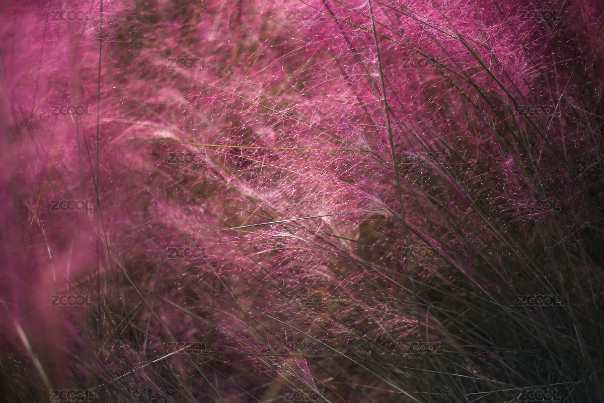 粉黛亂子草（主預(yù)覽-8448457） - 未分類 - 站酷設(shè)計師劉紅藝術(shù)原創(chuàng)素材 - 站酷ZCOOL