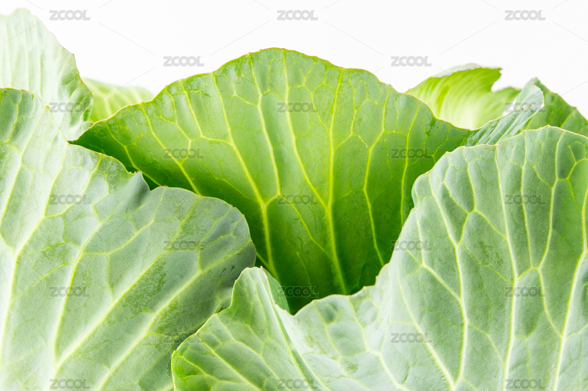 新鮮包菜葉脈紋理背景素材（主預(yù)覽-9713697） - 未分類 - 站酷設(shè)計師風暴麗麗原創(chuàng)素材 - 站酷ZCOOL