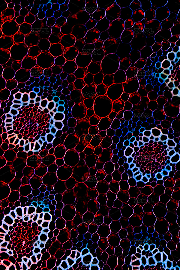 生物科學(xué)背景植物根系微觀節(jié)（主預(yù)覽-8368664） - 未分類 - 站酷設(shè)計(jì)師pansfun原創(chuàng)素材 - 站酷ZCOOL