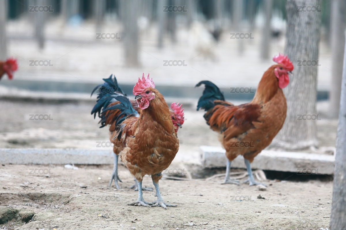 农家散养鸡公鸡（主预览-8008587） - 未分类 - 站酷设计师lee空间摄影原创素材 - 站酷ZCOOL