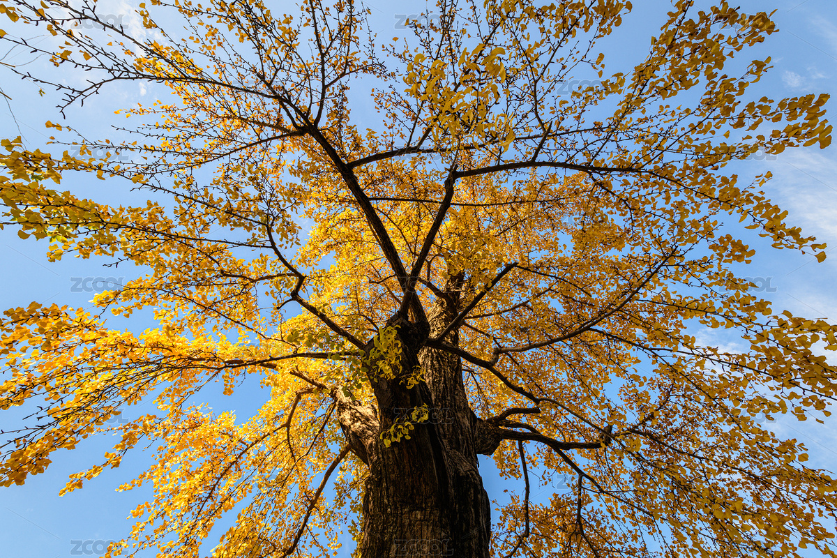 冬日仰望上海源深體育場銀杏之舞（主預覽-12603461） - 未分類 - 站酷設計師Hongyang21原創(chuàng)素材 - 站酷ZCOOL