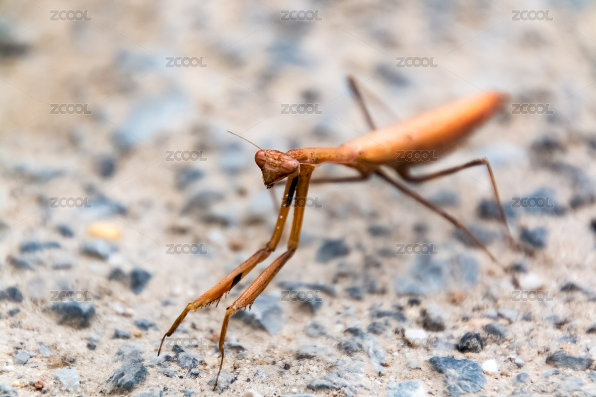 螳螂（主預(yù)覽-4817518） - 未分類 - 站酷設(shè)計(jì)師贊贊尼原創(chuàng)素材 - 站酷ZCOOL