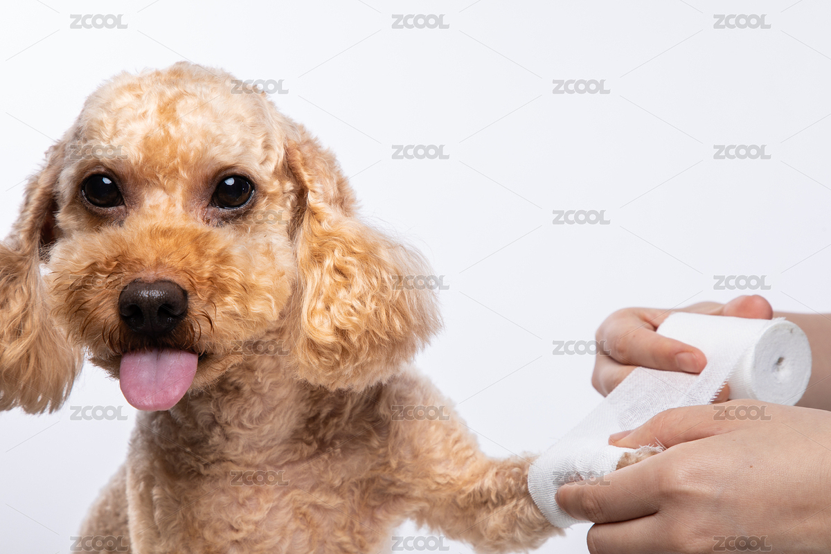 特寫女醫(yī)生手在幫貴賓狗包扎受傷的小腿（主預(yù)覽-6731063） - 未分類 - 站酷設(shè)計師KilitoChan原創(chuàng)素材 - 站酷ZCOOL