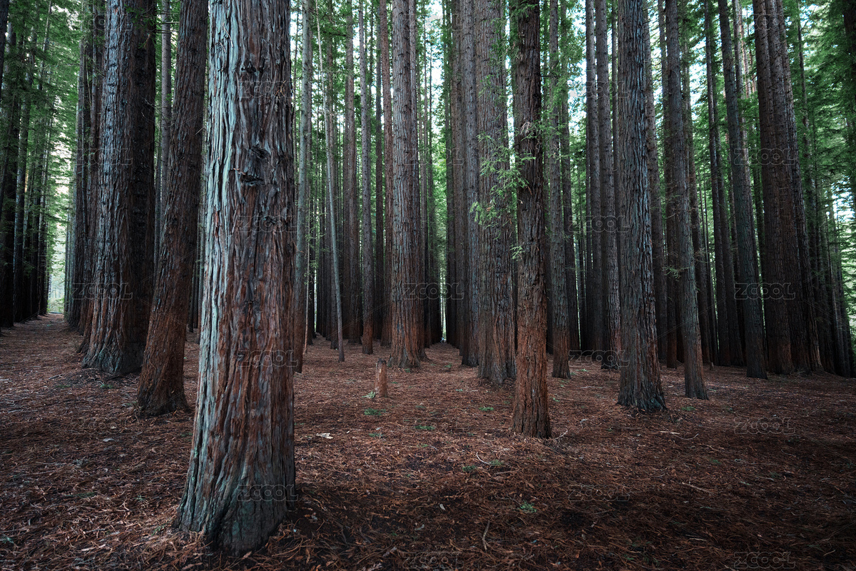 澳大利亞墨爾本熱帶雨林lalafalls（主預(yù)覽-8796671） - 未分類 - 站酷設(shè)計(jì)師SGSQ原創(chuàng)素材 - 站酷ZCOOL