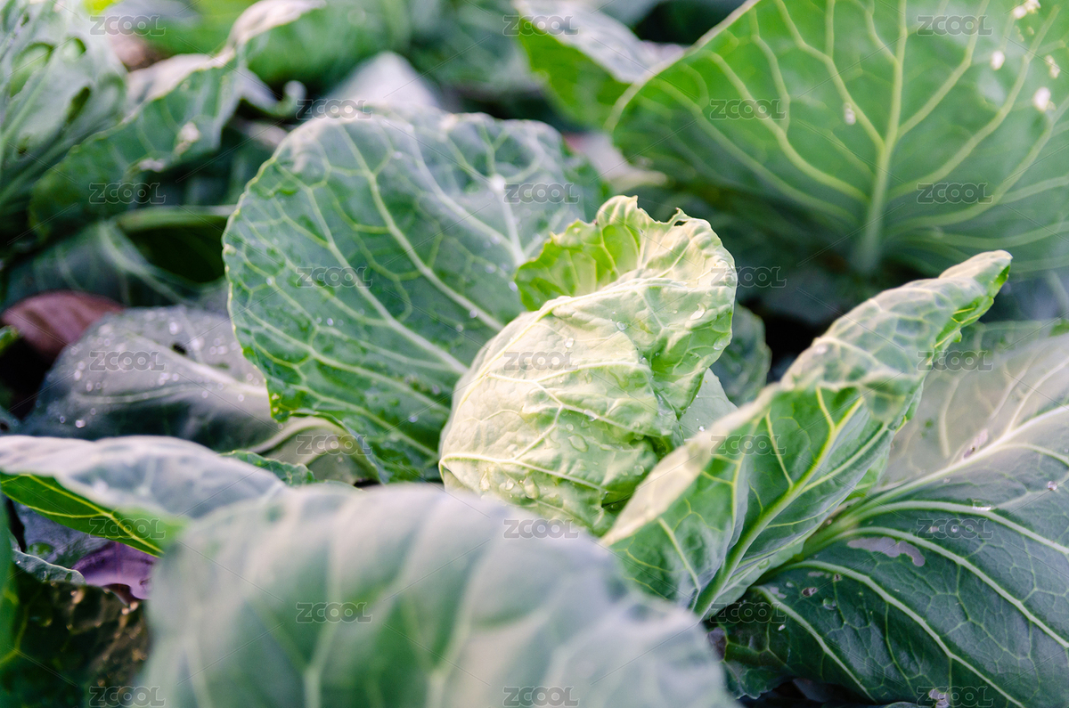 生長在田地里的卷心菜（主預(yù)覽-9072291） - 未分類 - 站酷設(shè)計(jì)師今日吃魚原創(chuàng)素材 - 站酷ZCOOL
