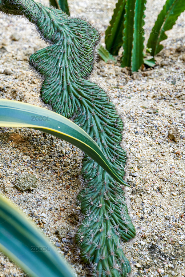 一顆粗壯的類(lèi)蛇尾稀有仙人掌特寫(xiě)（主預(yù)覽-6627918） - 未分類(lèi) - 站酷設(shè)計(jì)師SteveChum原創(chuàng)素材 - 站酷ZCOOL