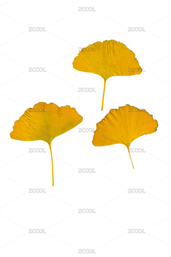 銀杏葉標(biāo)本掃描（主預(yù)覽-12545990） - 未分類 - 站酷設(shè)計師soushou原創(chuàng)素材 - 站酷ZCOOL
