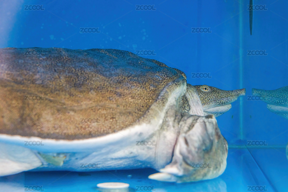 一只生猛的養(yǎng)殖甲魚特寫（主預(yù)覽-4099804） - 未分類 - 站酷設(shè)計(jì)師SteveChum原創(chuàng)素材 - 站酷ZCOOL