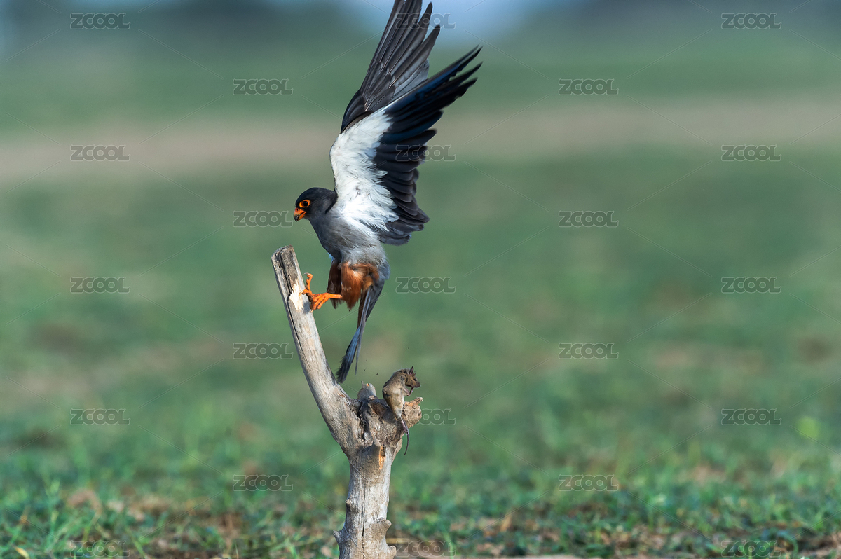 一只野生的阿穆爾隼棲息在樹叉上（主預(yù)覽-1364354） - 未分類 - 站酷設(shè)計(jì)師小妖尼可原創(chuàng)素材 - 站酷ZCOOL