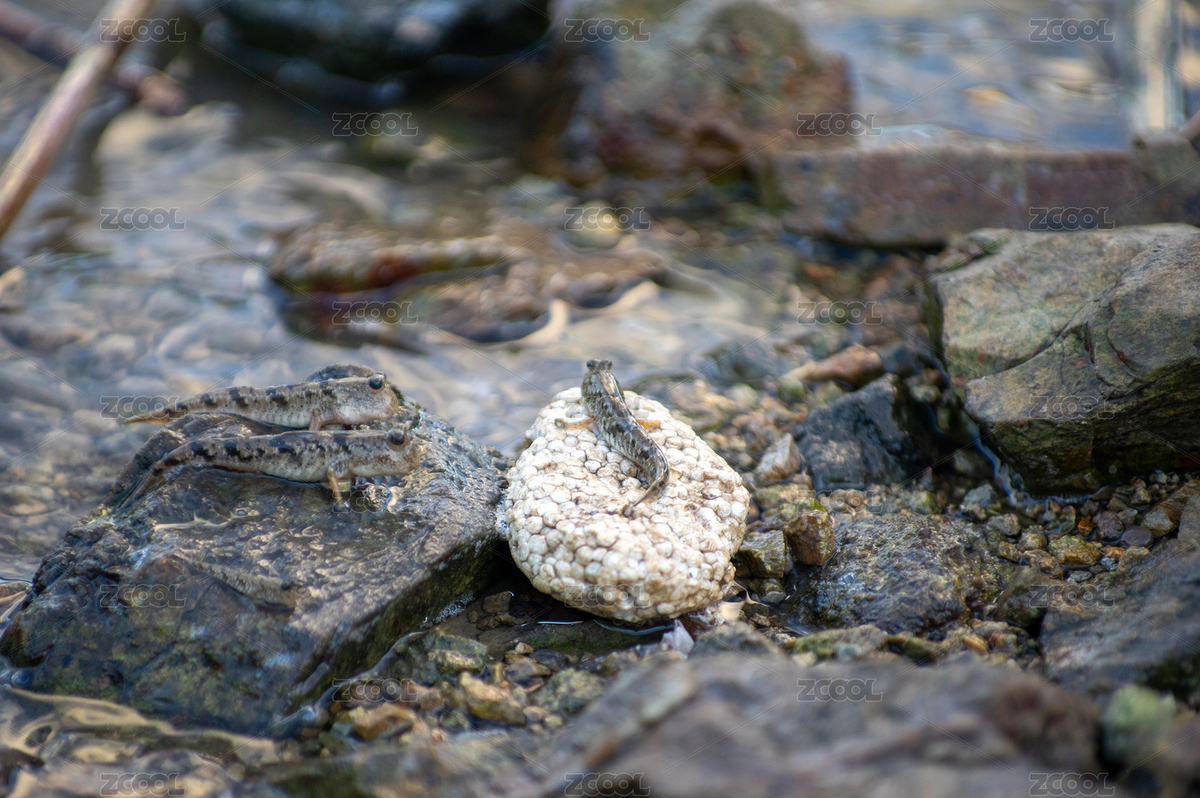 跳跳魚在水邊休息（主預覽-8280017） - 未分類 - 站酷設計師yrz醫(yī)生原創(chuàng)素材 - 站酷ZCOOL