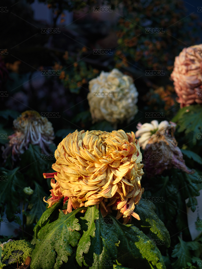 秋菊綻放之景（主預(yù)覽-12403773） - 未分類 - 站酷設(shè)計(jì)師Rimage原創(chuàng)素材 - 站酷ZCOOL