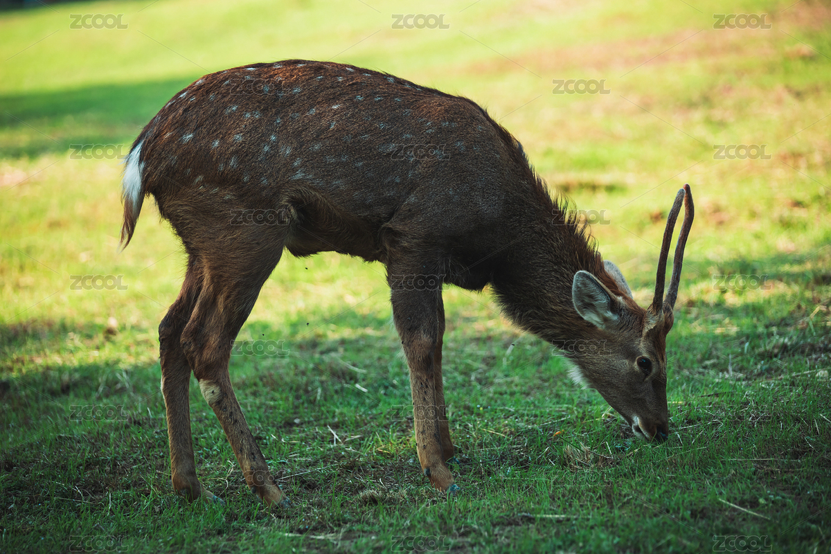 杭州良渚遺址公園的小鹿（主預覽-8121093） - 未分類 - 站酷設計師VisKAy5G7S原創(chuàng)素材 - 站酷ZCOOL