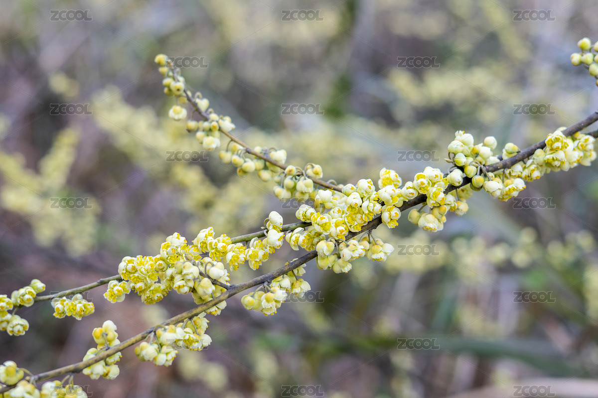 春天盛開的木姜子花（主預(yù)覽-9467027） - 未分類 - 站酷設(shè)計(jì)師風(fēng)暴麗麗原創(chuàng)素材 - 站酷ZCOOL
