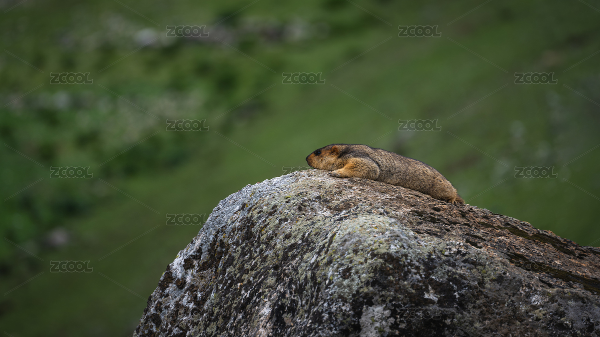 中國川西甘孜州格聶南線上的土撥鼠（主預(yù)覽-11598491） - 未分類 - 站酷設(shè)計師西部影匠原創(chuàng)素材 - 站酷ZCOOL