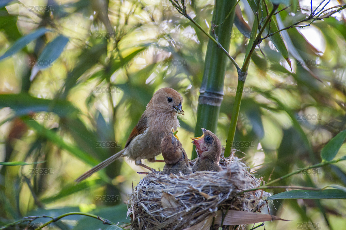 棕頭鴉雀育雛（主預(yù)覽-8724111） - 未分類 - 站酷設(shè)計師德鑫影手原創(chuàng)素材 - 站酷ZCOOL