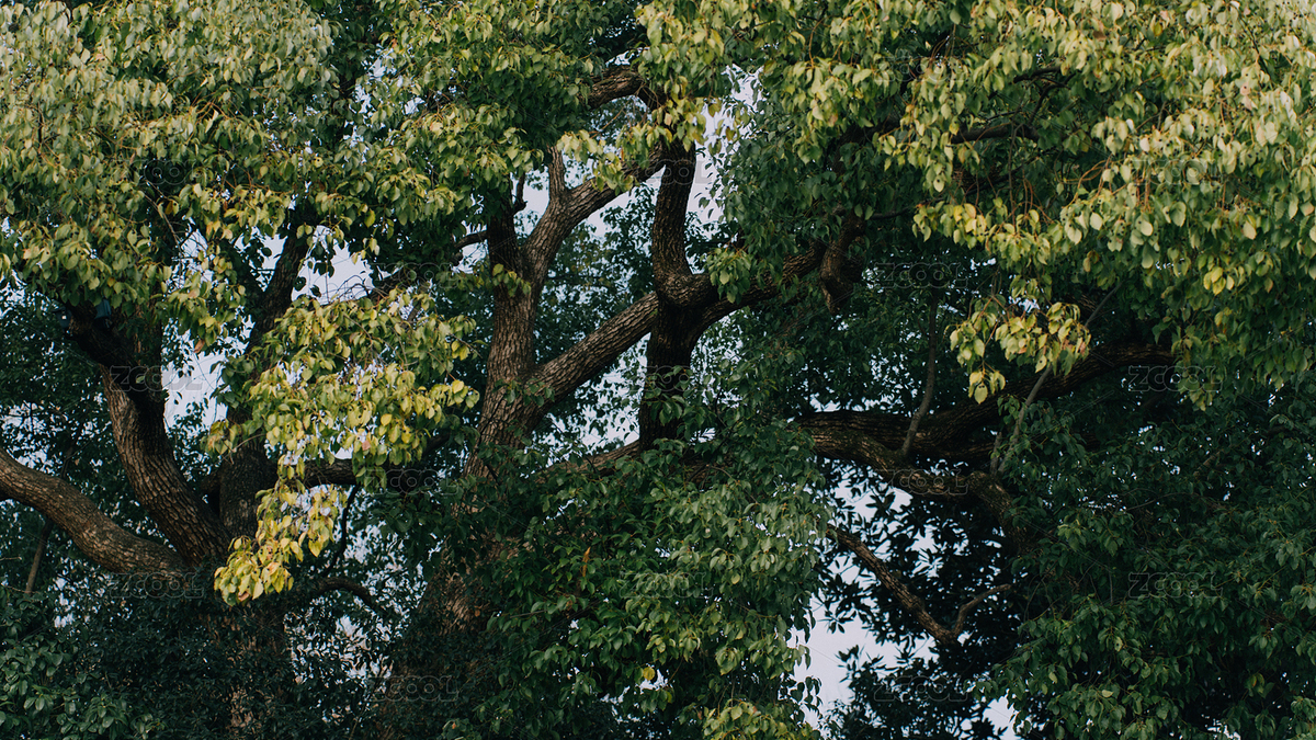 樹(shù)木樹(shù)葉老樹(shù)（主預(yù)覽-8079862） - 未分類(lèi) - 站酷設(shè)計(jì)師光影錄原創(chuàng)素材 - 站酷ZCOOL