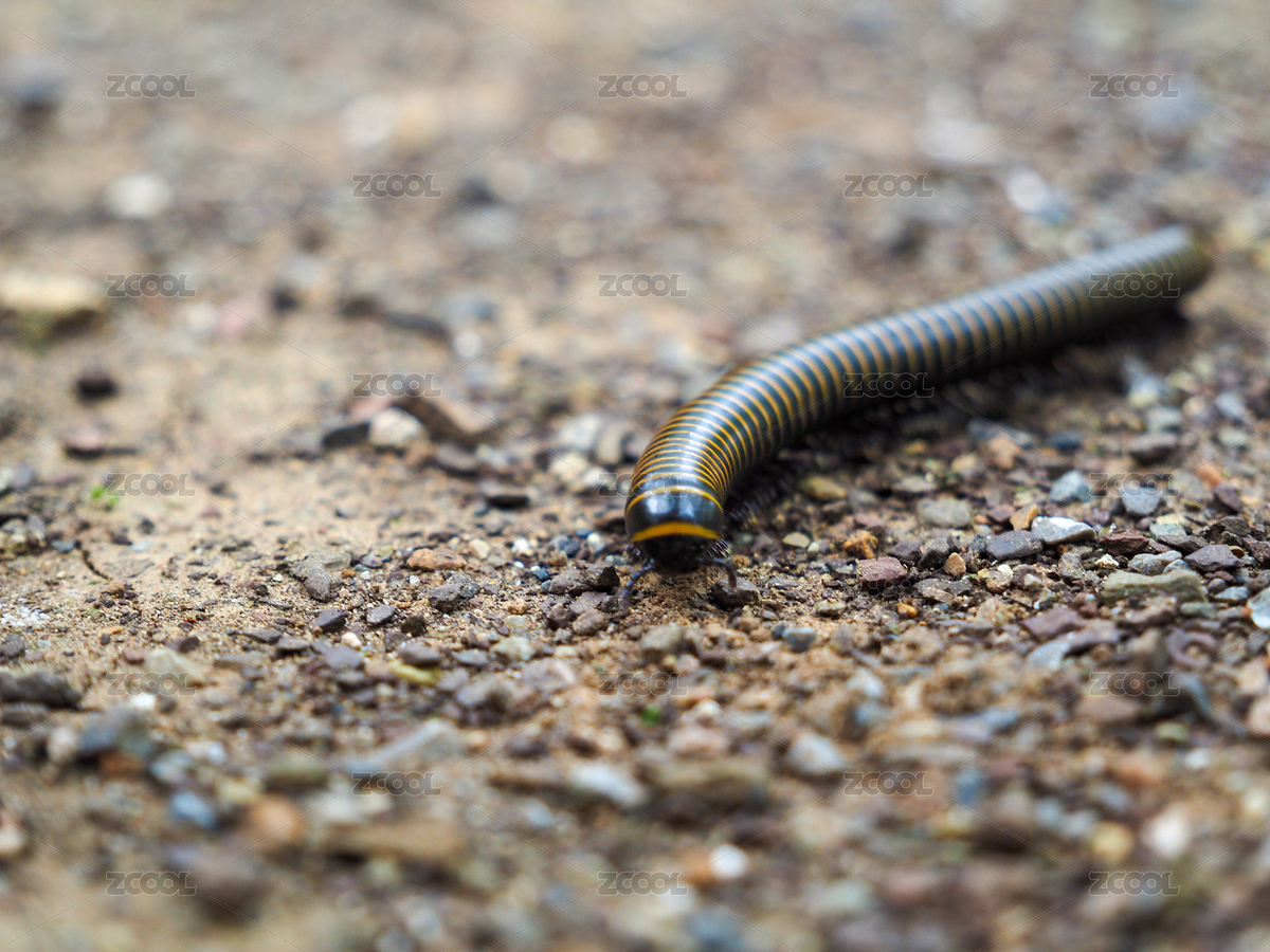 千足蟲，千腳蟲（主預(yù)覽-11472287） - 未分類 - 站酷設(shè)計(jì)師lPGePBsqjq原創(chuàng)素材 - 站酷ZCOOL