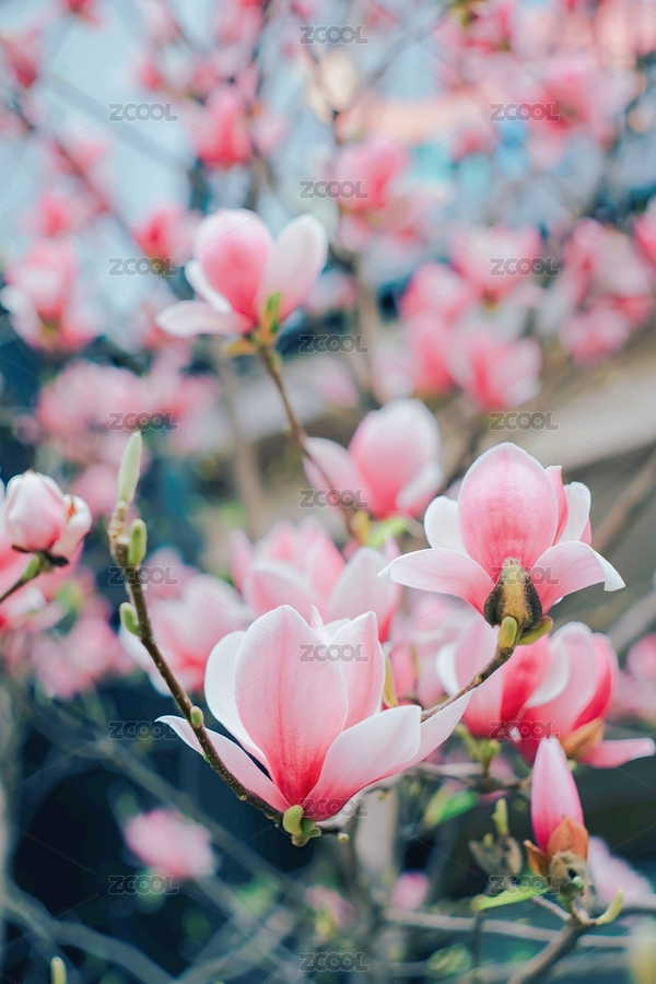 開花的紫玉蘭（主預(yù)覽-8369018） - 未分類 - 站酷設(shè)計師攝影師ANN原創(chuàng)素材 - 站酷ZCOOL