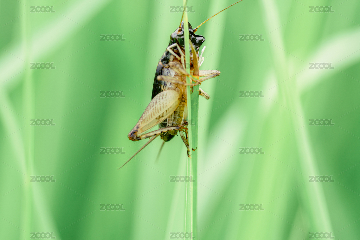田間蟋蟀（主預覽-1603442） - 未分類 - 站酷設計師kissyy原創(chuàng)素材 - 站酷ZCOOL