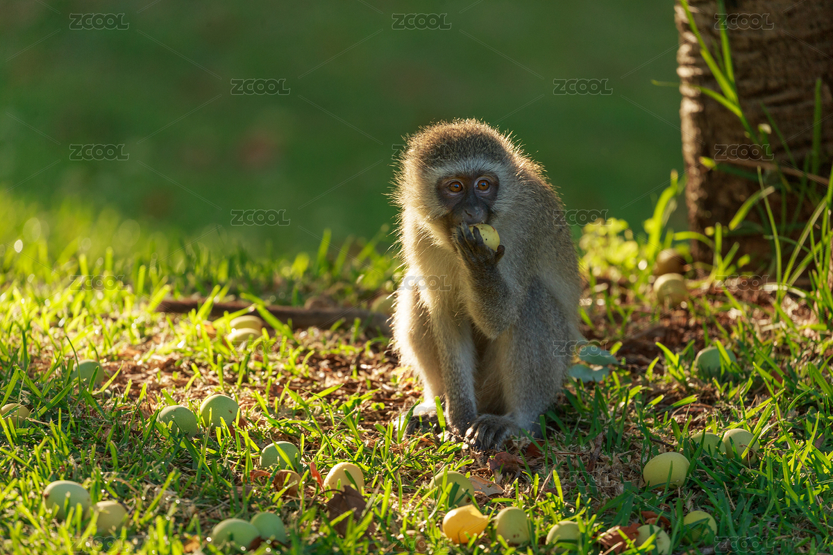 好吃（主預覽-598171） - 未分類 - 站酷設計師雪月咪咪原創(chuàng)素材 - 站酷ZCOOL