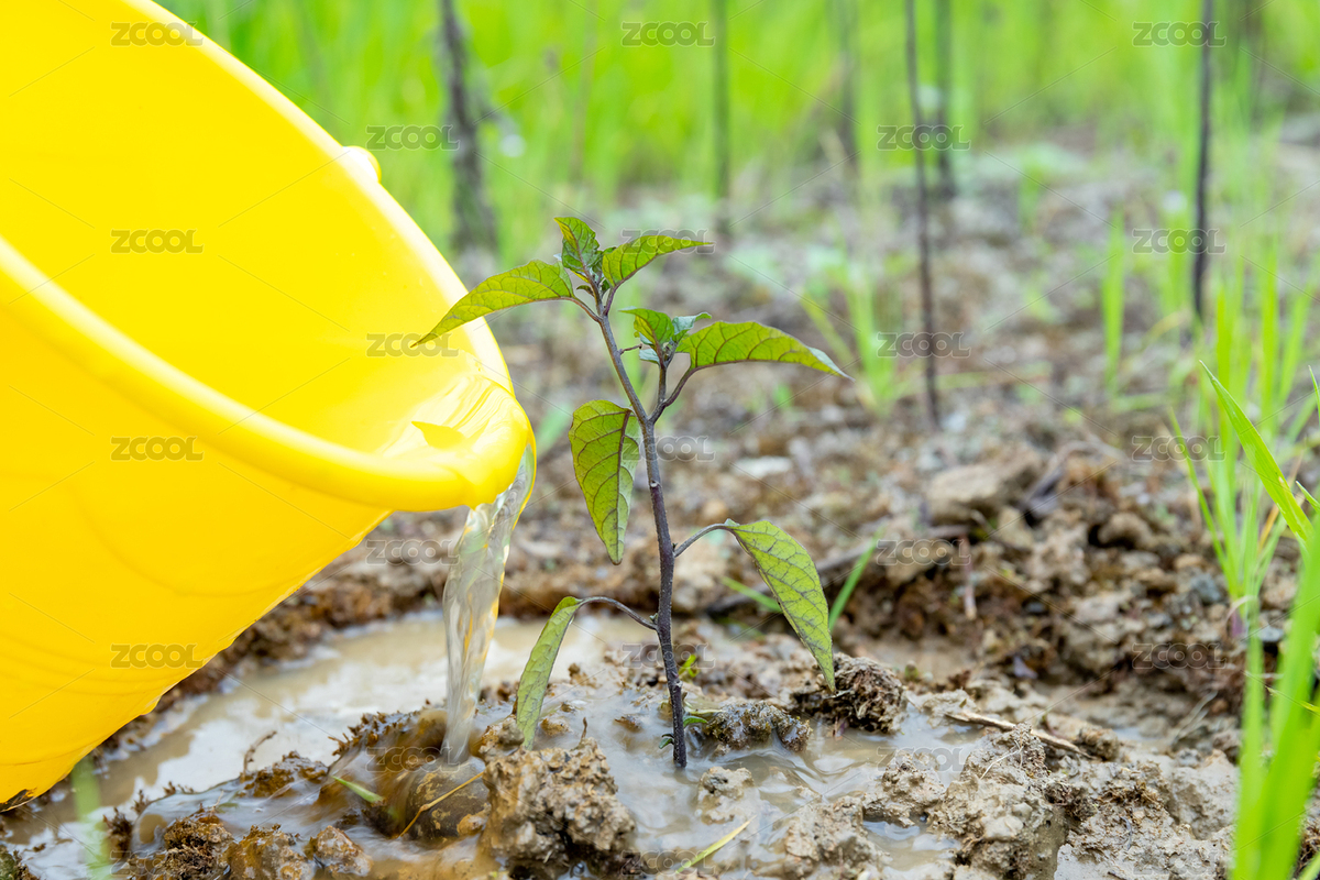 植樹節(jié)給樹苗澆水（主預(yù)覽-7713442） - 未分類 - 站酷設(shè)計(jì)師未&來原創(chuàng)素材 - 站酷ZCOOL