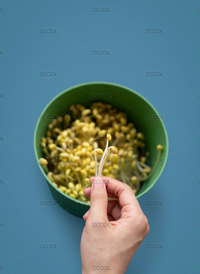居家用豆芽罐水培的豆芽（主預(yù)覽-4851749） - 未分類 - 站酷設(shè)計師Anciens原創(chuàng)素材 - 站酷ZCOOL