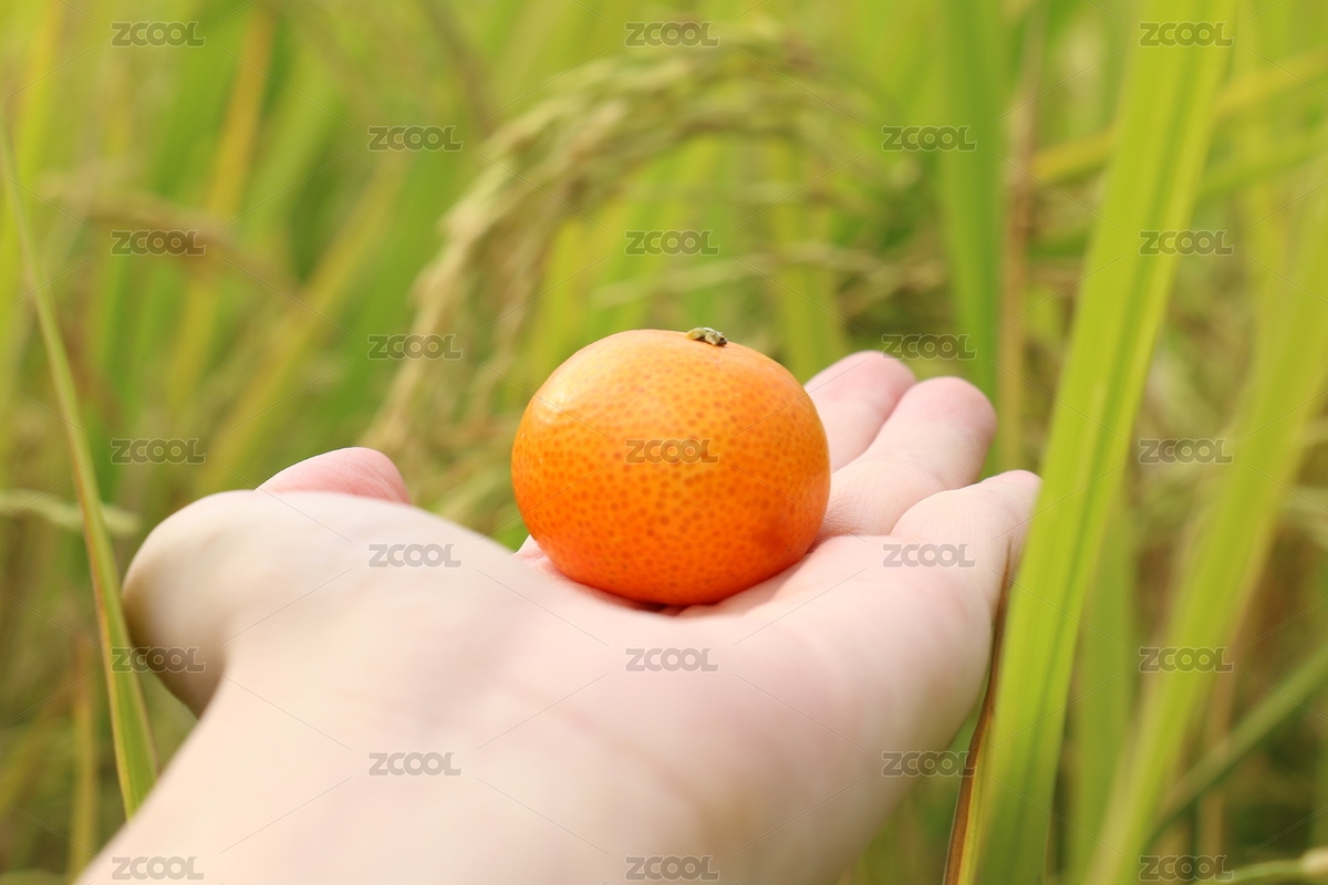 在綠色田野里拍攝的砂糖橘（主預(yù)覽-12415575） - 未分類(lèi) - 站酷設(shè)計(jì)師MS_ANN原創(chuàng)素材 - 站酷ZCOOL