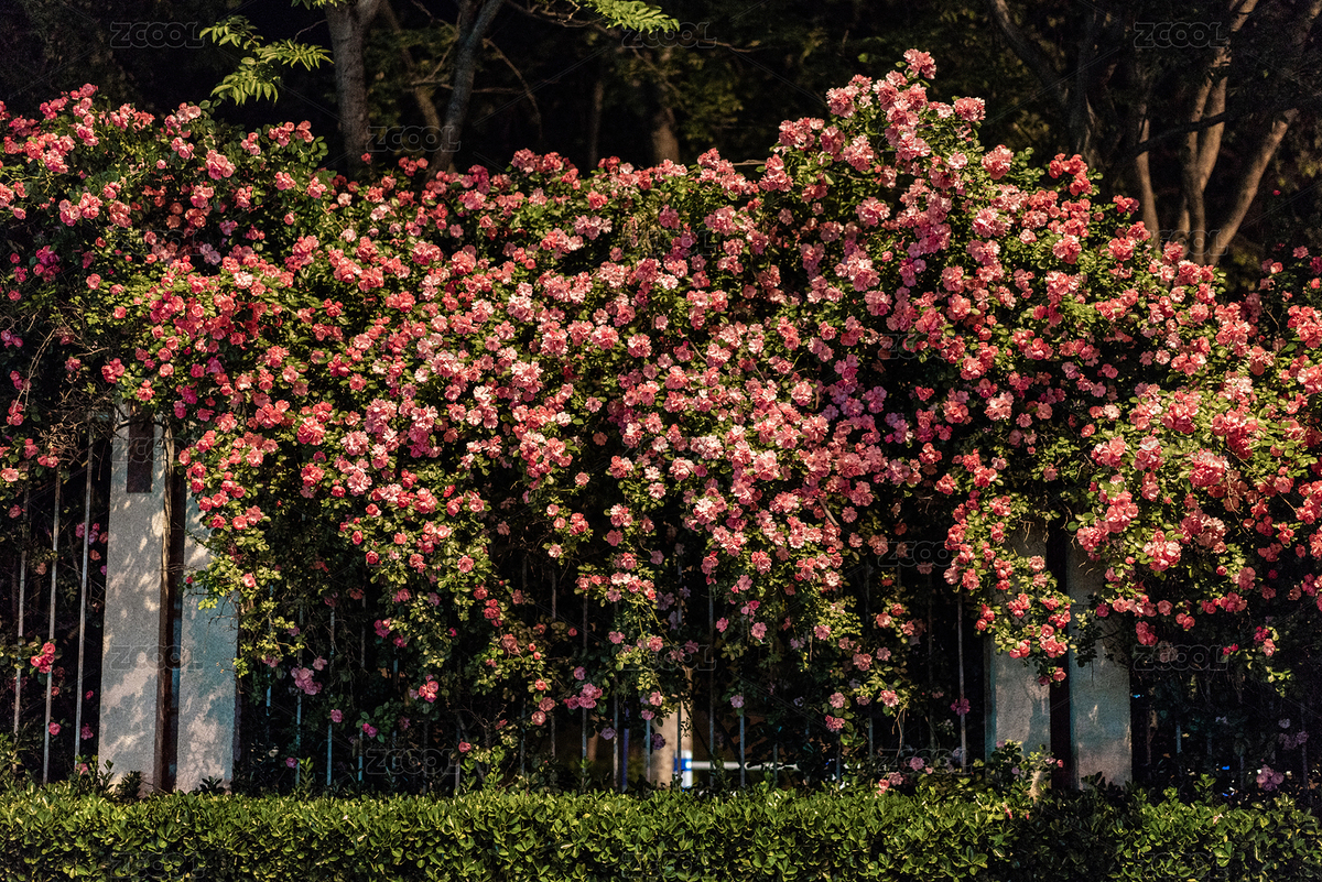 花墙蔷薇花（主预览-7206215） - 未分类 - 站酷设计师矔疏原创素材 - 站酷ZCOOL