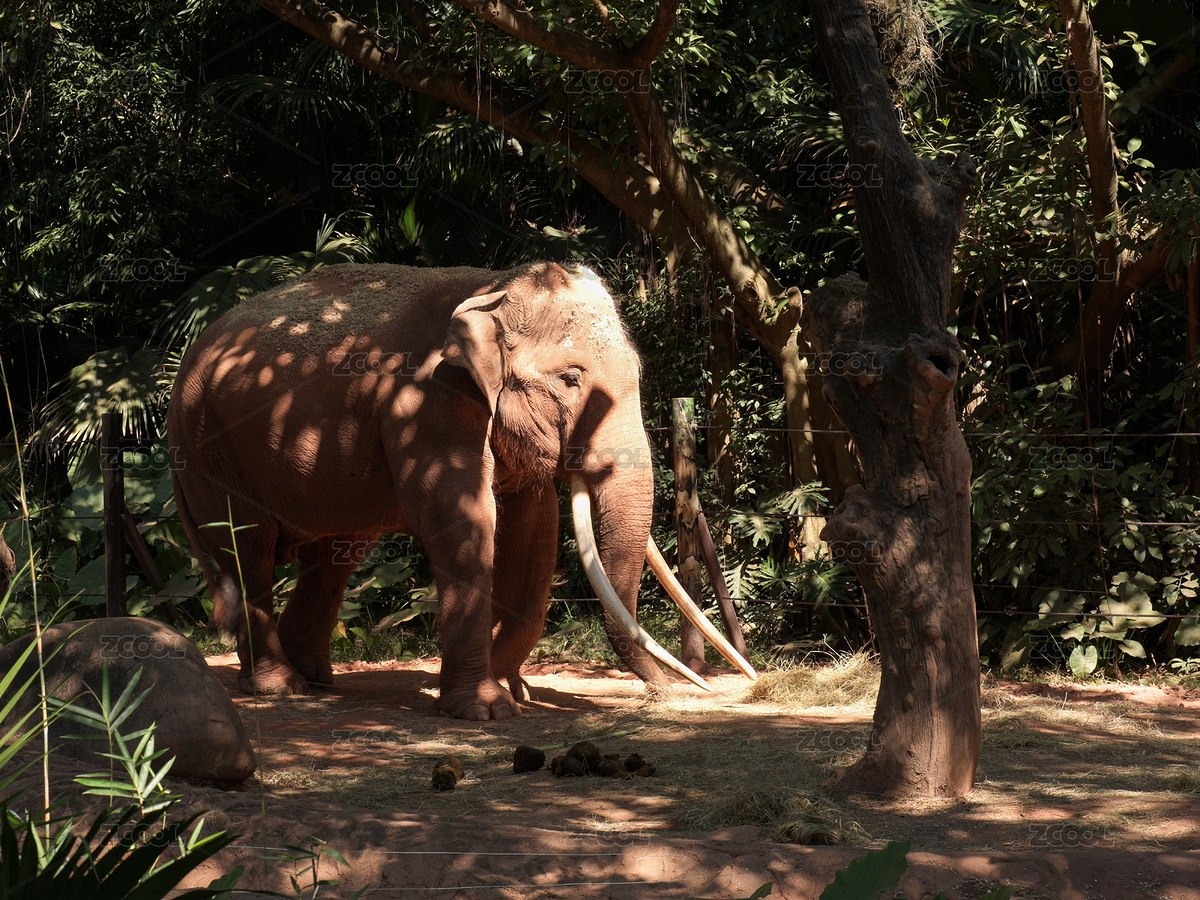 樹林中的長象牙大象（主預(yù)覽-12423663） - 未分類 - 站酷設(shè)計(jì)師Rimage原創(chuàng)素材 - 站酷ZCOOL