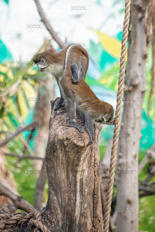 廣州動(dòng)物園里玩耍的長(zhǎng)尾獼猴（主預(yù)覽-8911945） - 未分類(lèi) - 站酷設(shè)計(jì)師GiannCheng原創(chuàng)素材 - 站酷ZCOOL