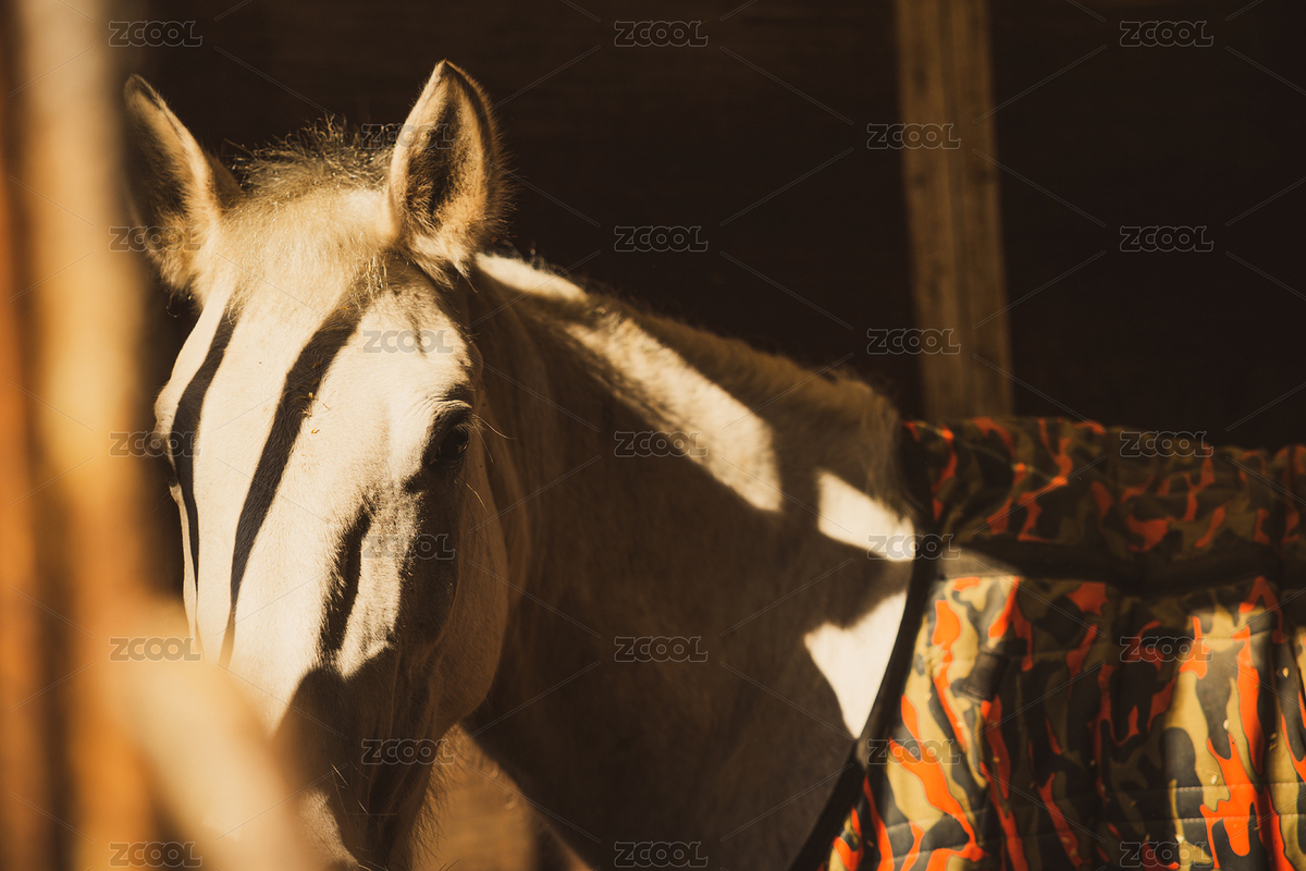 陽光下馬廄里賽馬注視鏡頭特寫（主預(yù)覽-5860647） - 未分類 - 站酷設(shè)計(jì)師BKTw3mnBPl原創(chuàng)素材 - 站酷ZCOOL