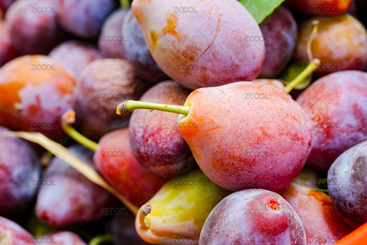 夏天果園樹上成熟西梅（主預覽-2033186） - 未分類 - 站酷設計師疆圖原創(chuàng)素材 - 站酷ZCOOL