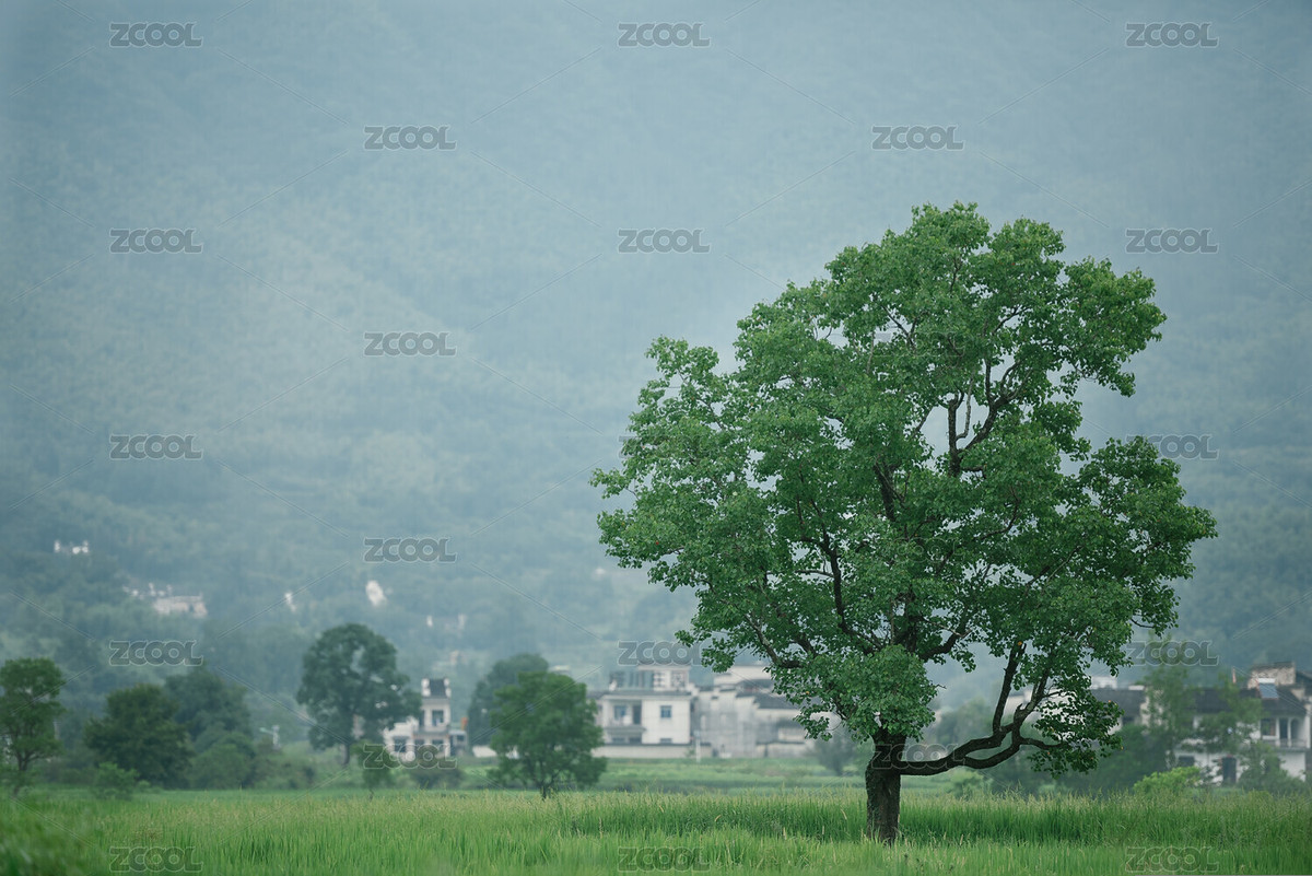 树（主预览-5088250） - 未分类 - 站酷设计师lily872原创素材 - 站酷ZCOOL