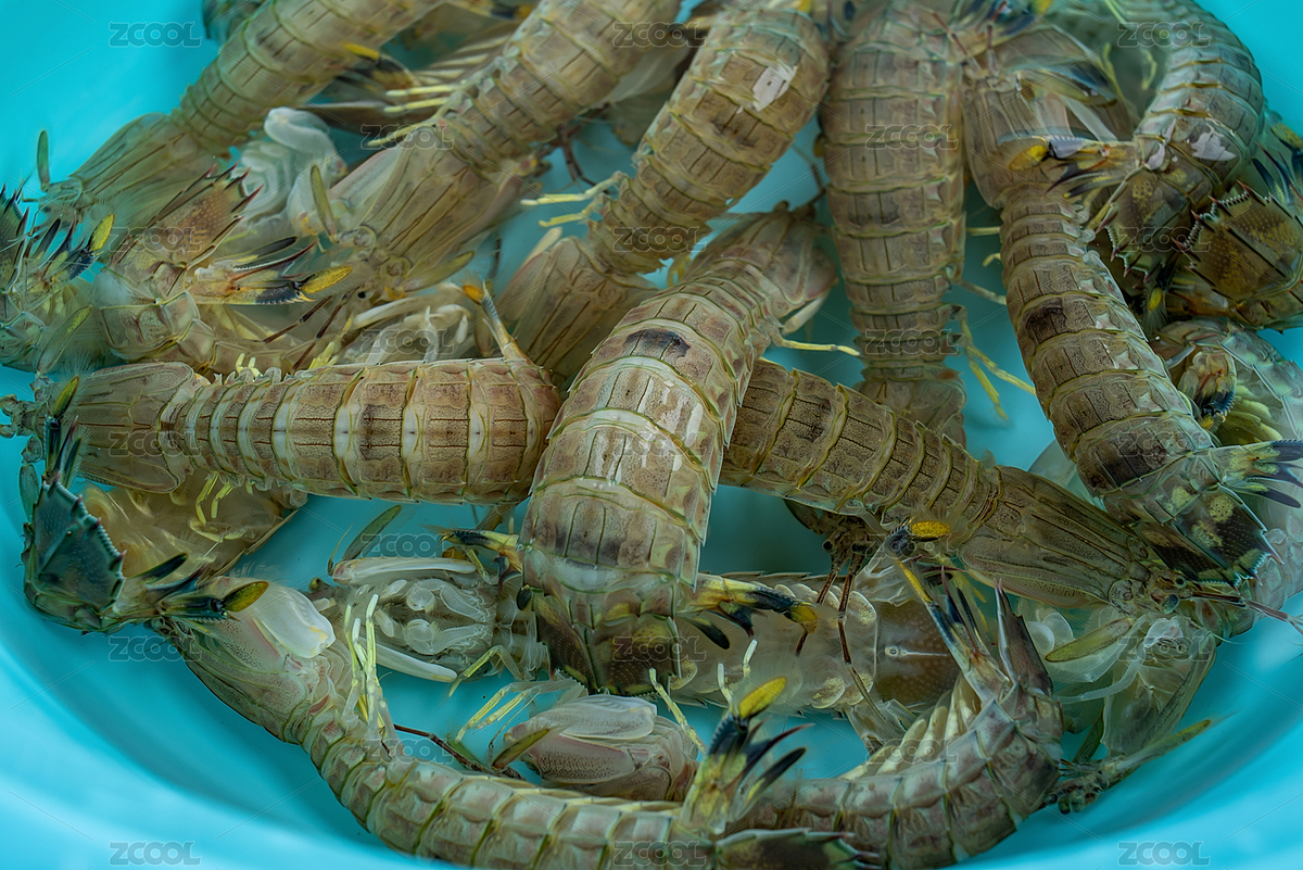 白背景上一水盆裝滿鮮活的皮皮蝦（主預(yù)覽-4236720） - 未分類 - 站酷設(shè)計(jì)師風(fēng)暴麗麗原創(chuàng)素材 - 站酷ZCOOL