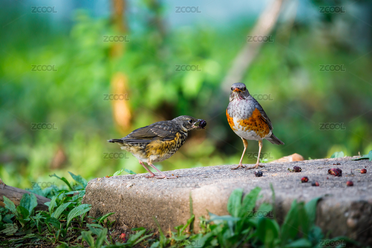 雀形目灰背鶇（主預(yù)覽-8836714） - 未分類 - 站酷設(shè)計師可勁拍原創(chuàng)素材 - 站酷ZCOOL