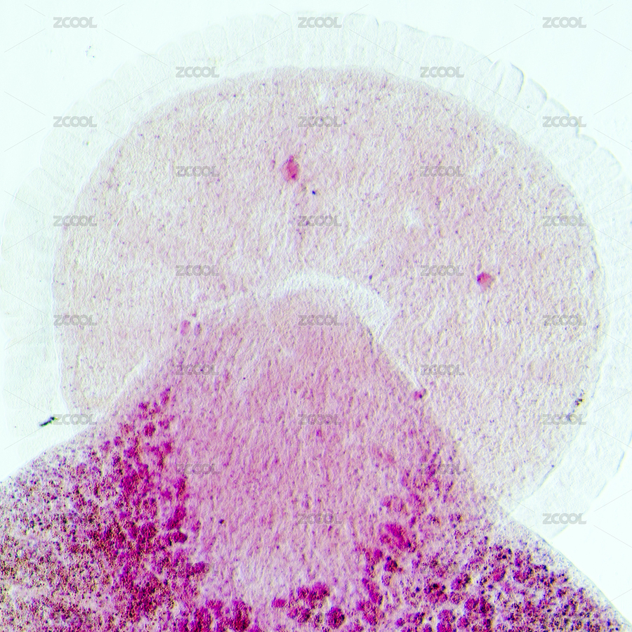 科學(xué)養(yǎng)殖魚類寄生蟲Benedenia黃尾脾臟蠕蟲顯微照片（主預(yù)覽-8917080） - 未分類 - 站酷設(shè)計(jì)師pansfun原創(chuàng)素材 - 站酷ZCOOL