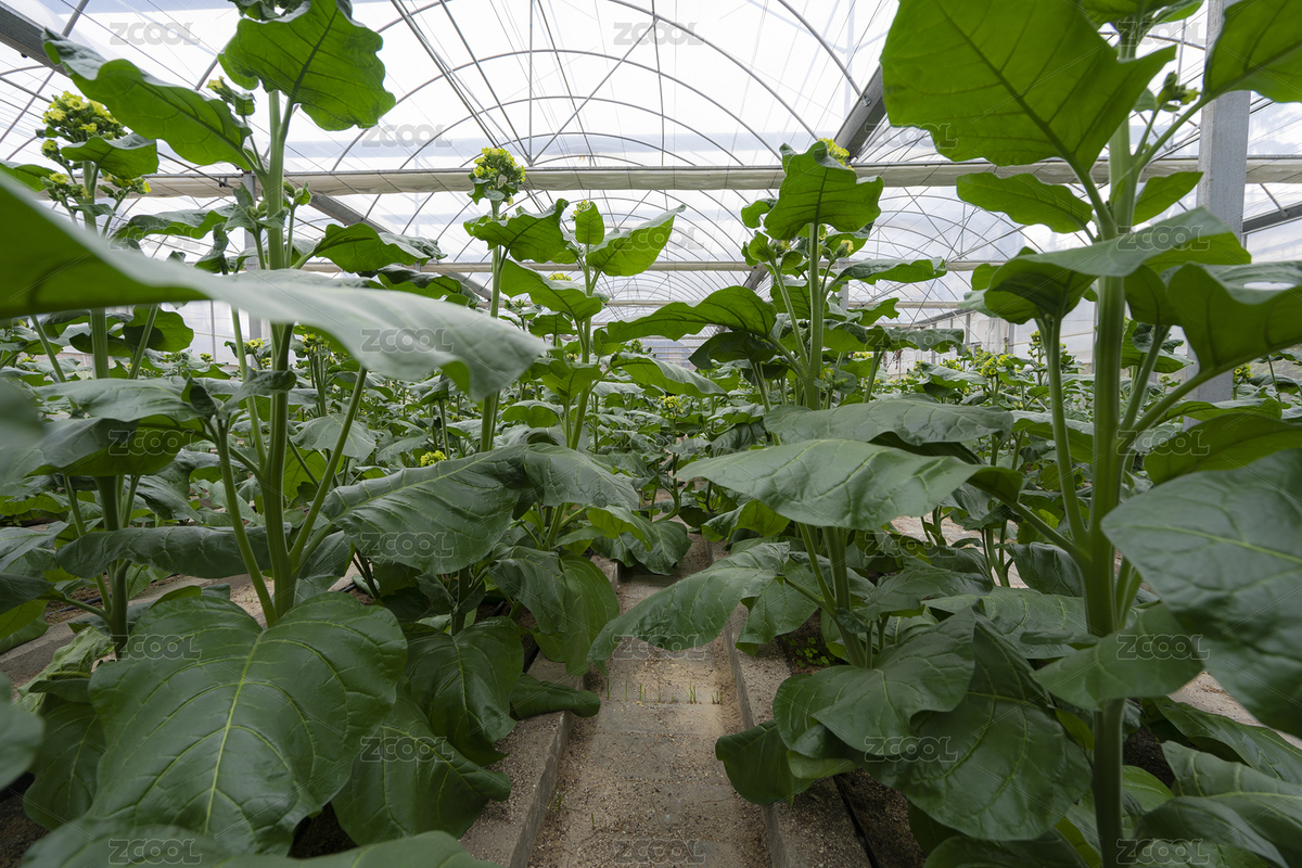 鋼架大棚內(nèi)種植的高煙堿品種煙草（主預(yù)覽-8039082） - 未分類 - 站酷設(shè)計師只取一瓢原創(chuàng)素材 - 站酷ZCOOL