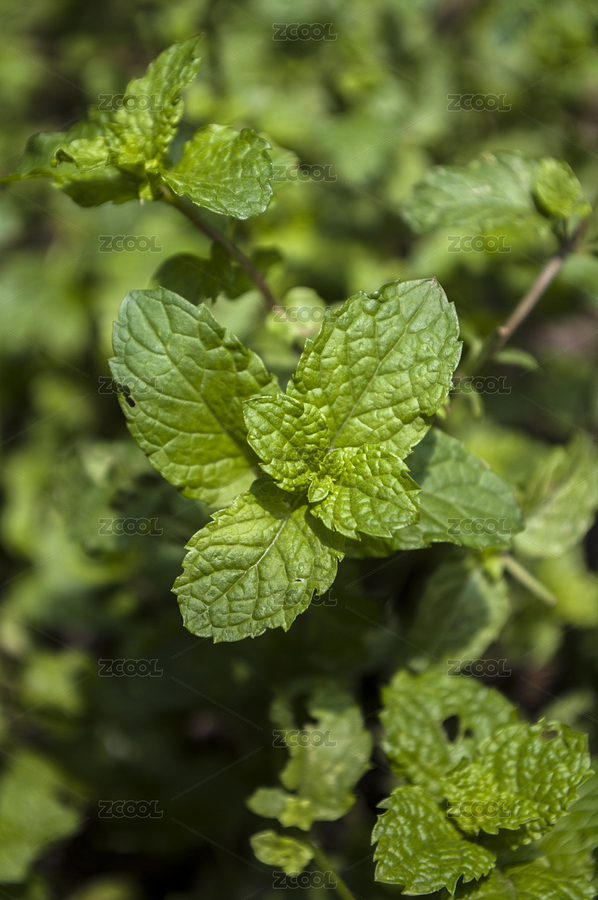 薄荷葉（主預(yù)覽-9110169） - 未分類 - 站酷設(shè)計(jì)師wmei5881原創(chuàng)素材 - 站酷ZCOOL