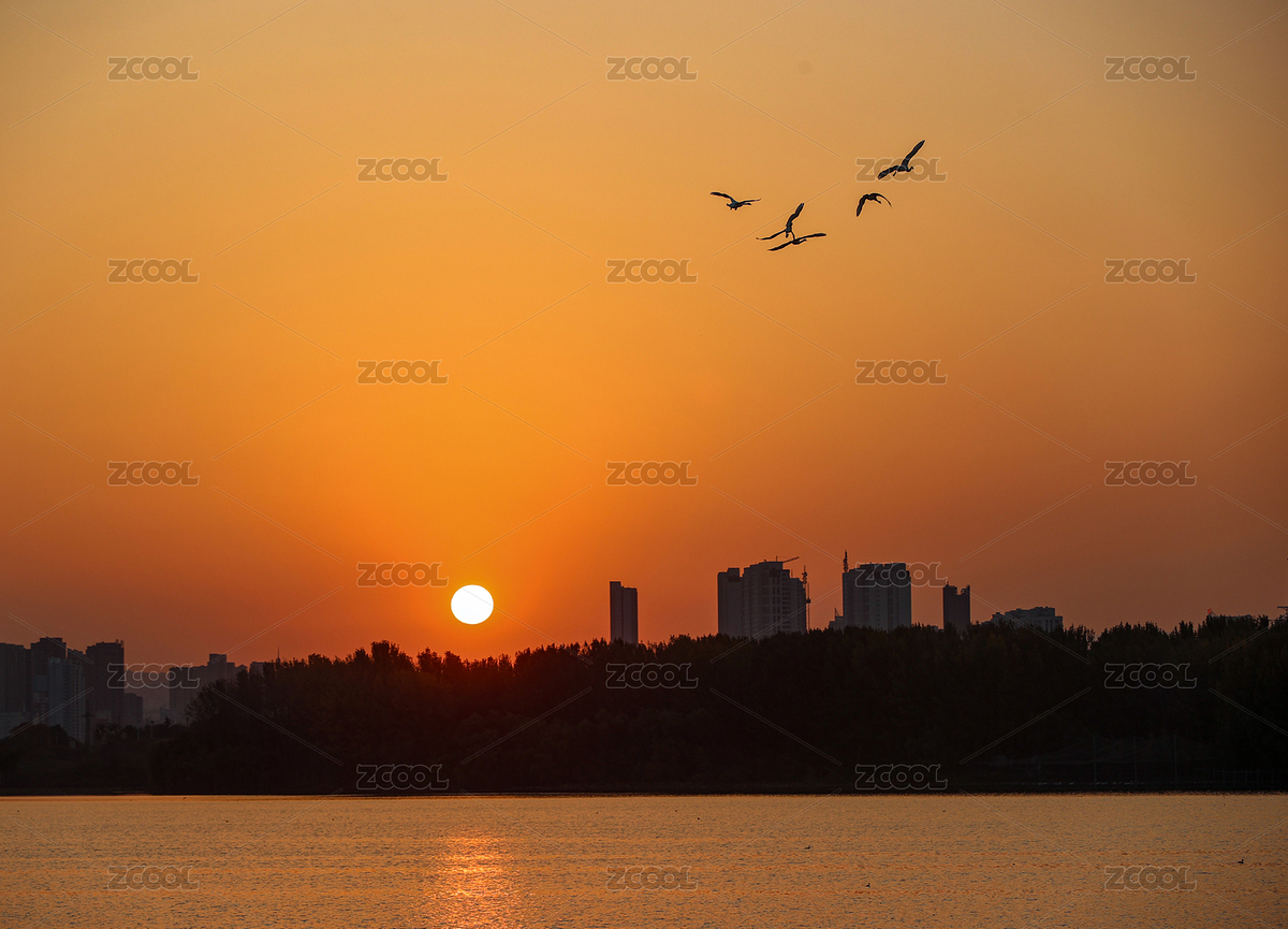 河南三门峡：大批大天鹅飞抵黄河湿地栖息越（主预览-6871857） - 未分类 - 站酷设计师AD90jCvsOr原创素材 - 站酷ZCOOL