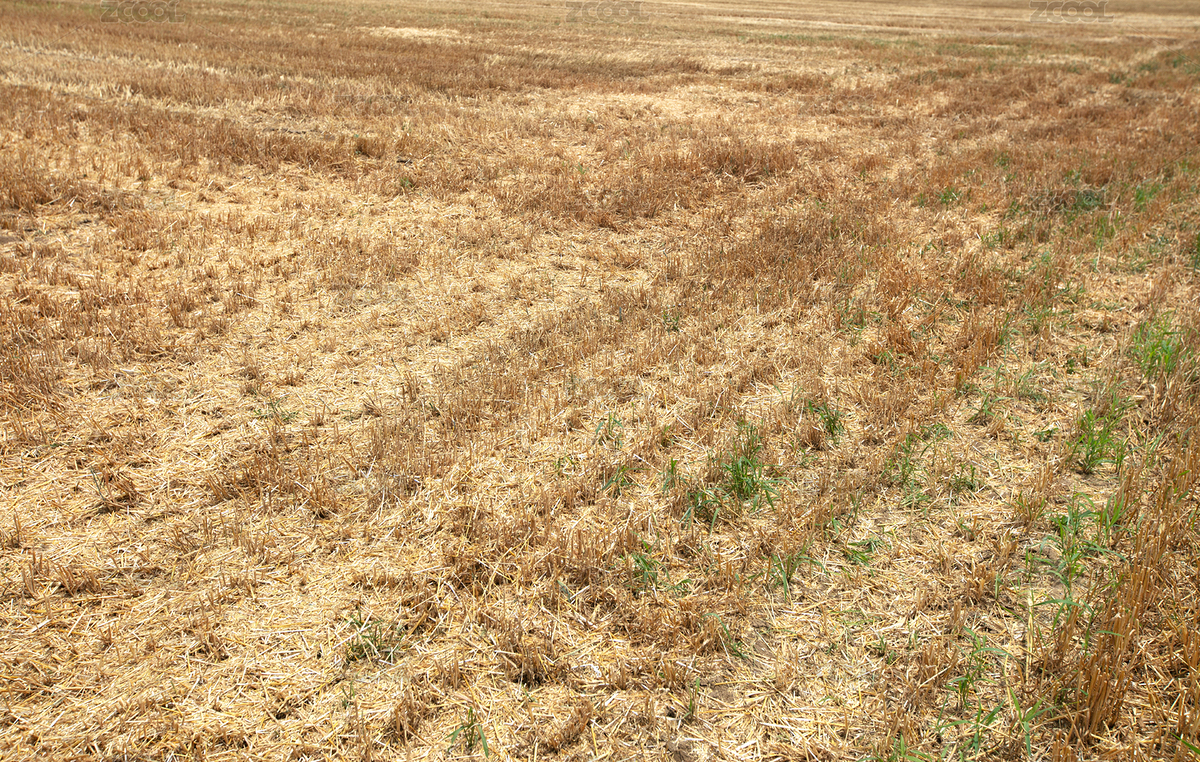 小麥?zhǔn)崭詈笃教沟母兀ㄖ黝A(yù)覽-8270988） - 未分類 - 站酷設(shè)計(jì)師小羽怪原創(chuàng)素材 - 站酷ZCOOL