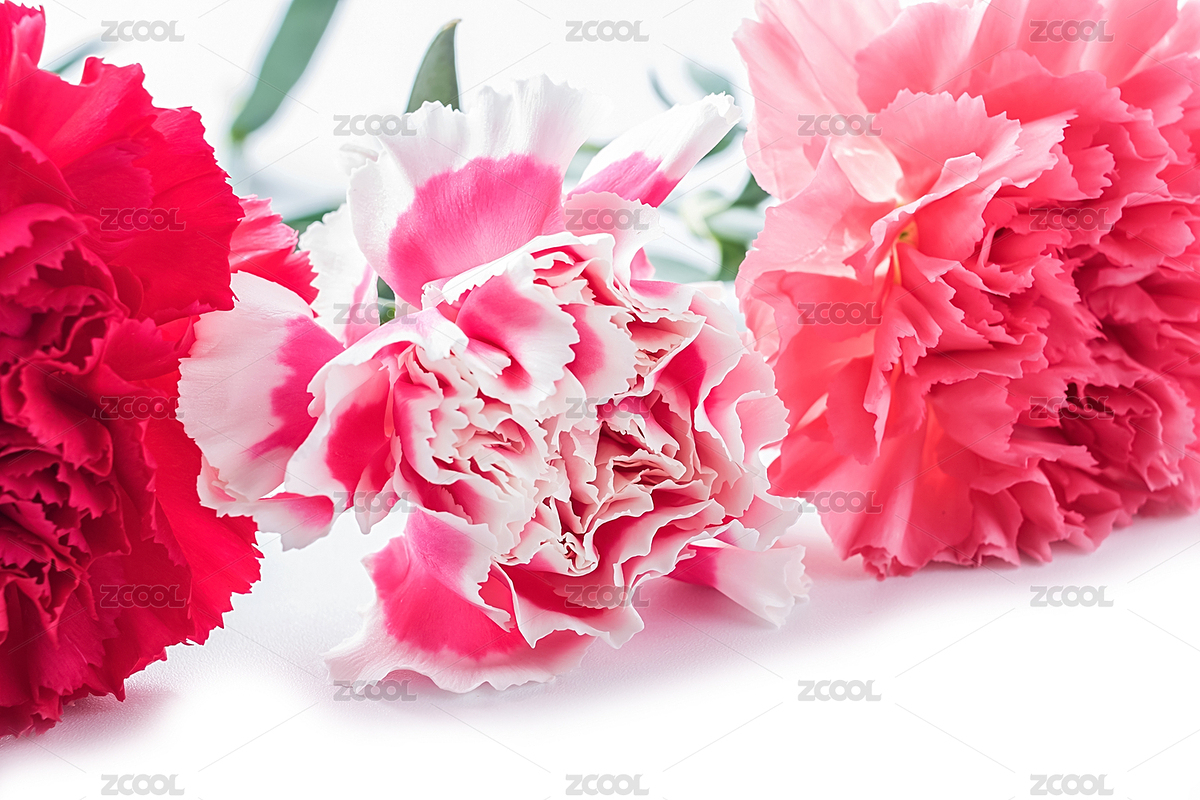 康乃馨（主預(yù)覽-7883464） - 未分類 - 站酷設(shè)計師風(fēng)暴麗麗原創(chuàng)素材 - 站酷ZCOOL