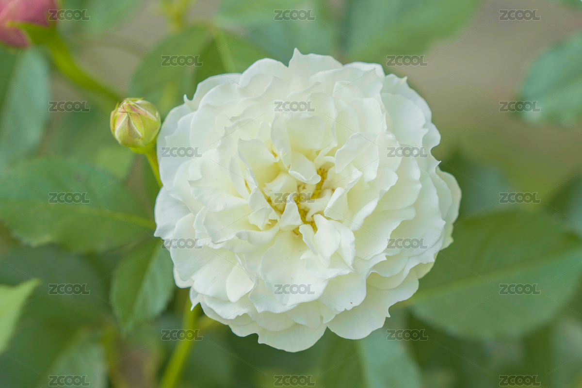 玫瑰花碗蓮花白花（主預(yù)覽-368159） - 未分類 - 站酷設(shè)計(jì)師樂拍空間原創(chuàng)素材 - 站酷ZCOOL