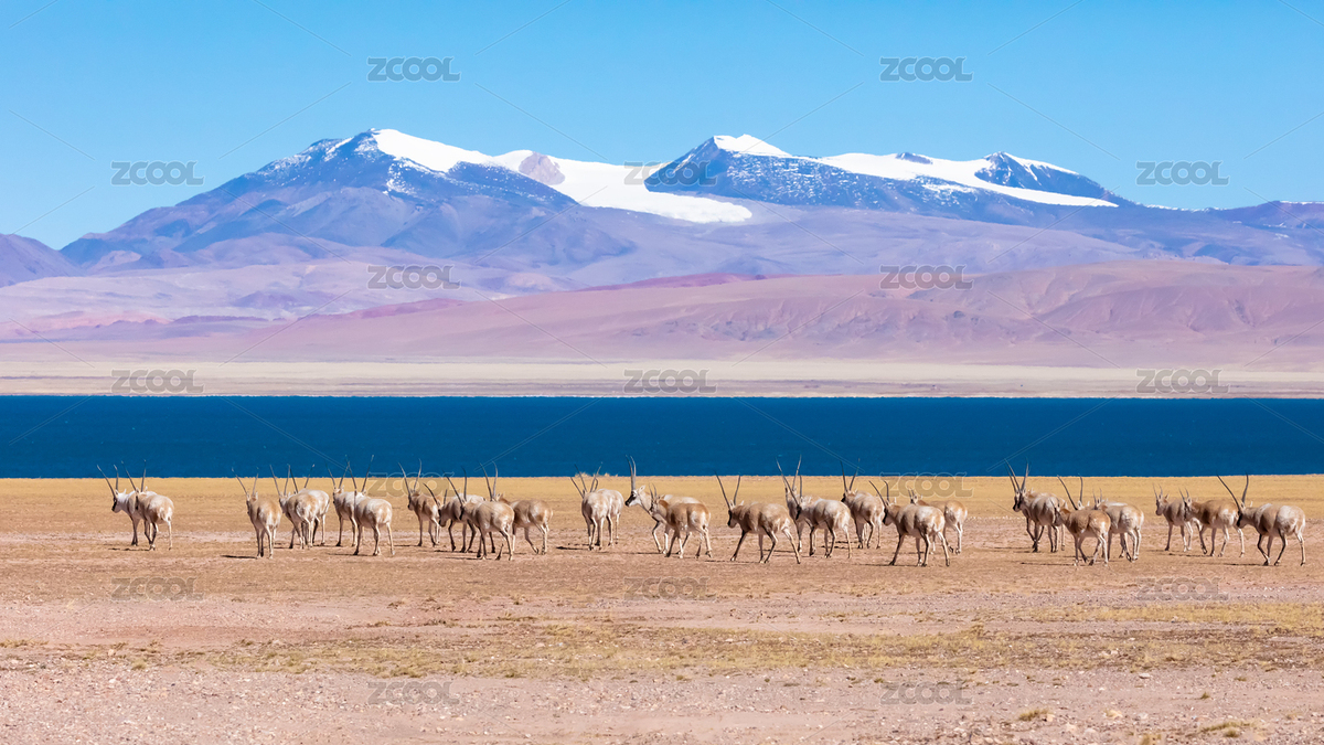 中國(guó)西藏那曲市達(dá)則措邊的一群雌性藏羚羊（主預(yù)覽-6526519） - 未分類 - 站酷設(shè)計(jì)師西藏有毒原創(chuàng)素材 - 站酷ZCOOL