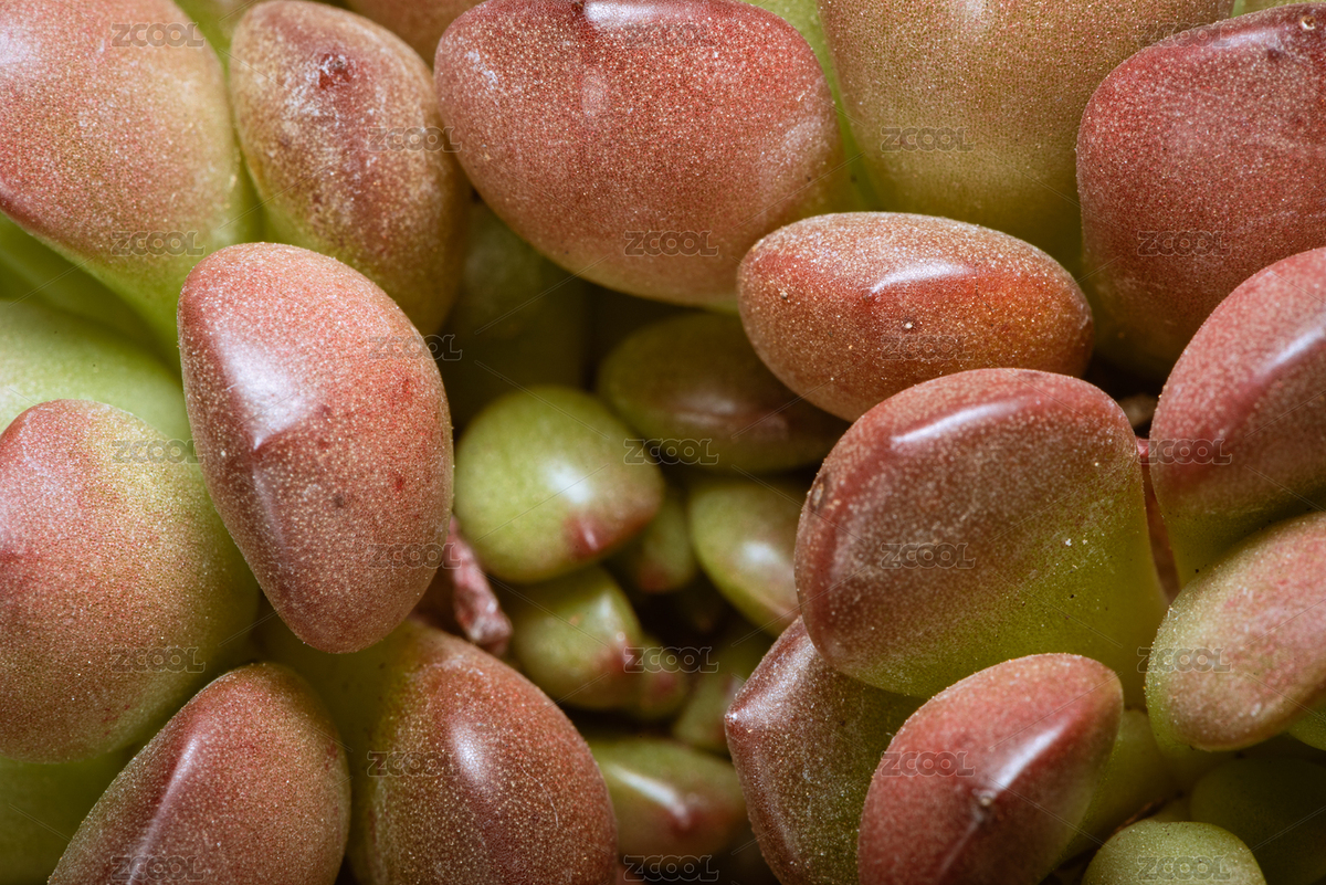 紅寶石綠色多肉植物俯視角度微距背景圖（主預(yù)覽-7099698） - 未分類 - 站酷設(shè)計(jì)師SteveWoolf原創(chuàng)素材 - 站酷ZCOOL