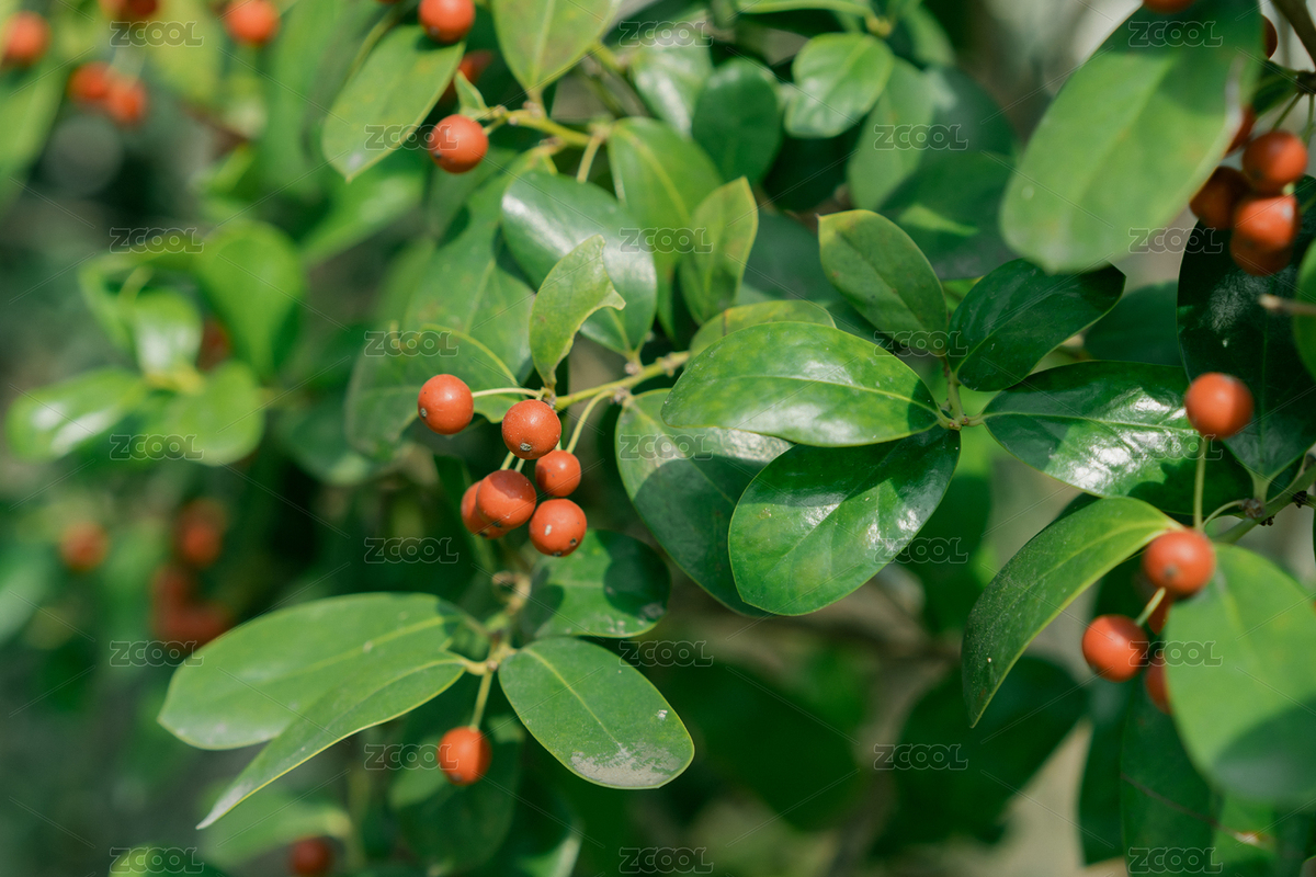 樹(shù)枝上的紅果子（主預(yù)覽-9007728） - 未分類(lèi) - 站酷設(shè)計(jì)師crazycaicai原創(chuàng)素材 - 站酷ZCOOL