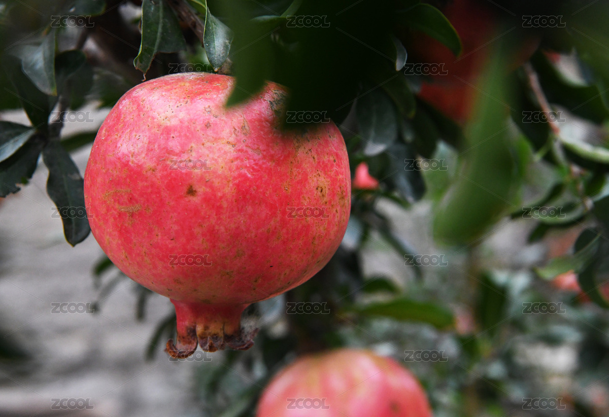 大紅石榴（主預(yù)覽-7877506） - 未分類(lèi) - 站酷設(shè)計(jì)師lizongxian原創(chuàng)素材 - 站酷ZCOOL