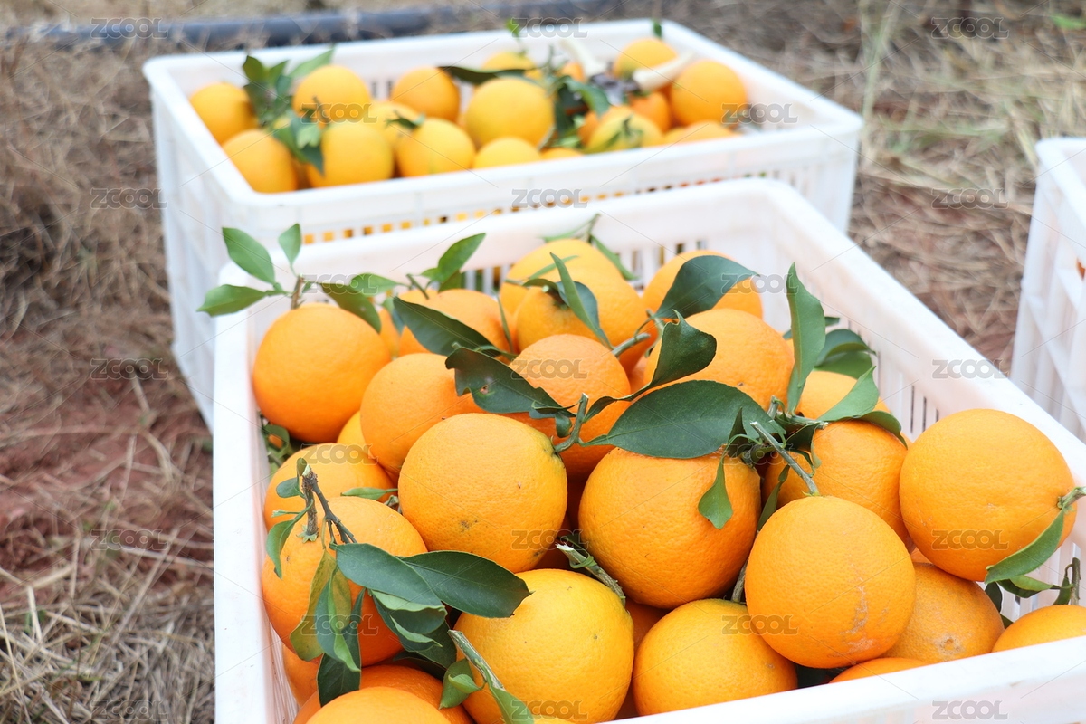 秋季愛媛豐收圖 | 果園實拍 | 柑橘豐（主預(yù)覽-12285181） - 未分類 - 站酷設(shè)計師millipede原創(chuàng)素材 - 站酷ZCOOL
