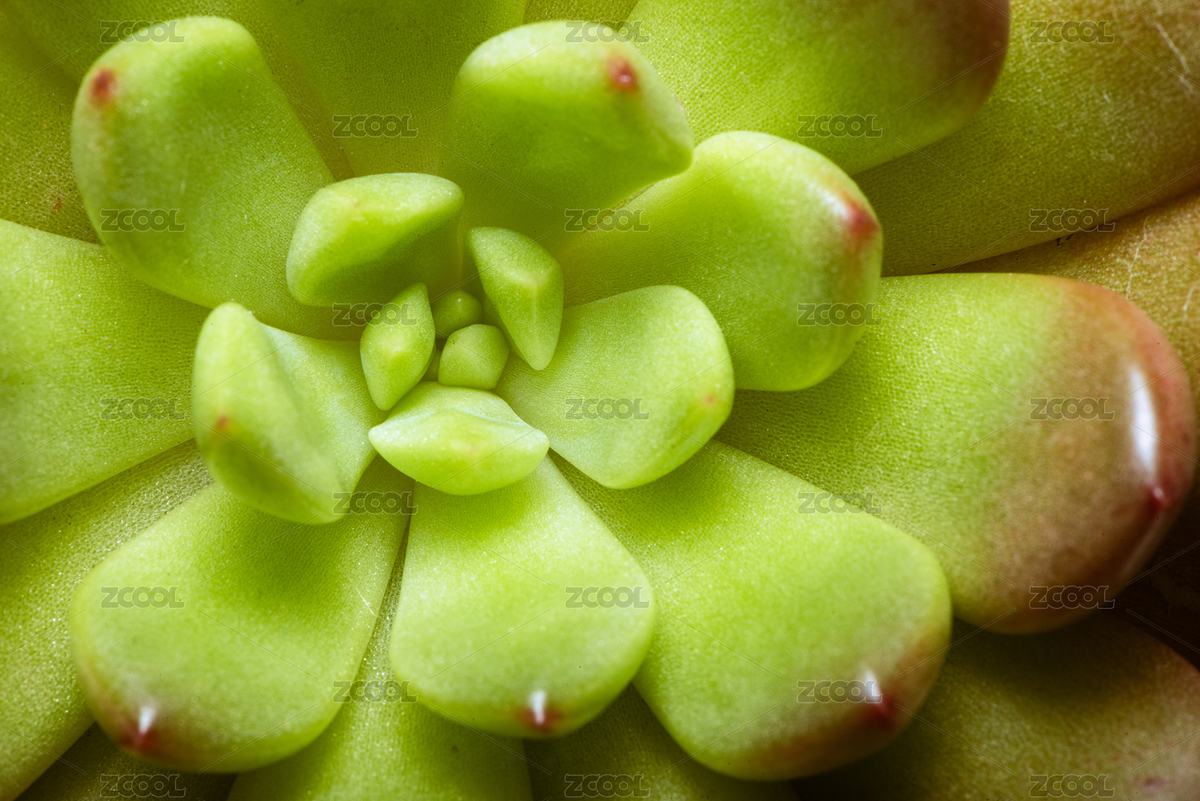 紅寶石綠色多肉植物俯視角度微距背景圖（主預(yù)覽-7099699） - 未分類 - 站酷設(shè)計師SteveWoolf原創(chuàng)素材 - 站酷ZCOOL